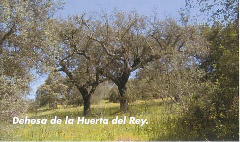 Dehesa