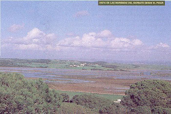 marismas