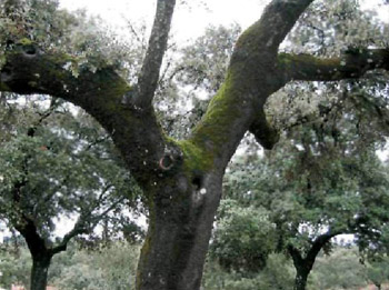 encina