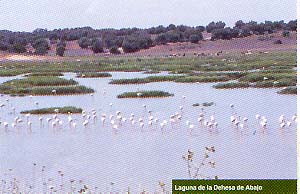 aves