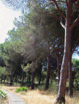 pinos