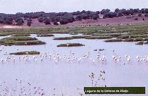 laguna