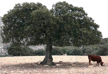 encinas