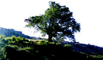 encina
