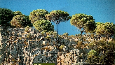 pinos