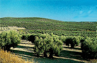olivos