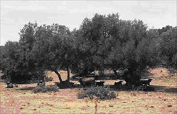 Olivos