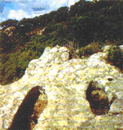 Murta