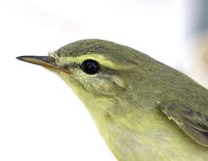 Mosquitero