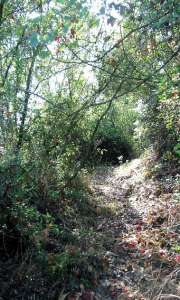 Bosque