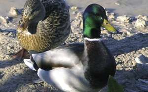 Patos
