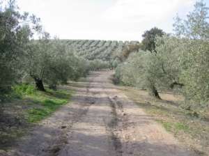 Calzada romana