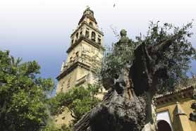 Torre de la Mezquita Catedral