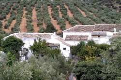 Casas
