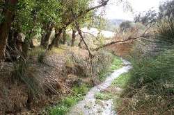 Camino