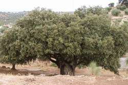 Encina