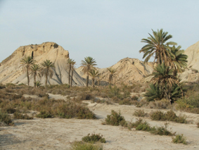 Oasis