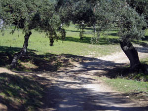 Vereda de Linares