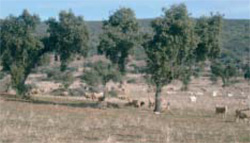 Paisaje