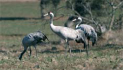 Aves