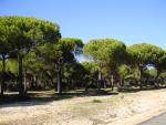 Doñana