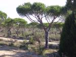Doñana
