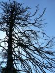 PINSAPO EN AGONIA