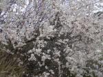 Almendro