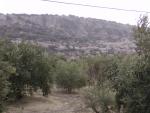 Olivos y Almendros