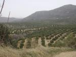 Olivar