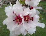 Flor del Almendro