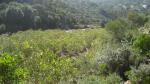 verdes riveras del rio